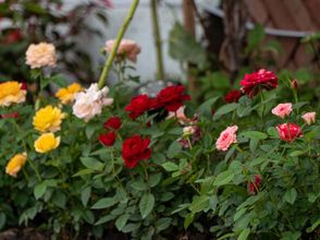 อื่นๆ Yunchu Inn