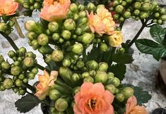 Lainnya 7 Yukai Zhishang Collection Hotel (Kunming Shiji Jinyuan Dadou Motian Shopping Center)