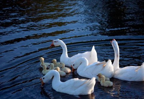 Others Gebi Qingquan Hotel