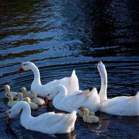 Others1Gebi Qingquan Hotel,瓜州县飯店