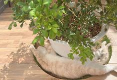 Lain-lain 6 Emperor's Triumph Inn