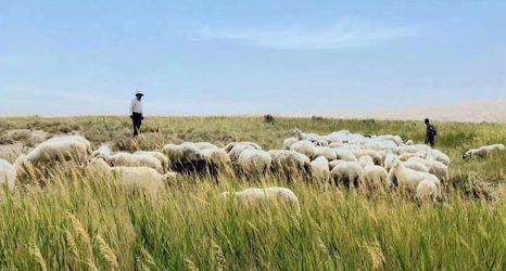 其他 2 Gebi Qingquan Hotel