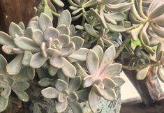 其他 5 Yearning for the Alley