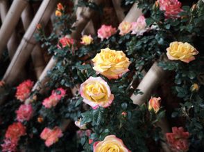 อื่นๆ 4 Pianyungui Boutique Homestay