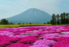 Others 6 The Maples Niseko