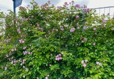 Lain-lain 6 Shanghai East Linxishe Homestay