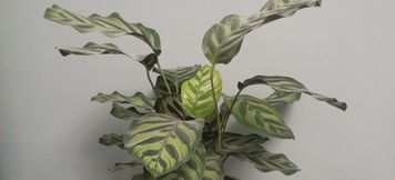 Lain-lain 5 Encounter Movie B&B