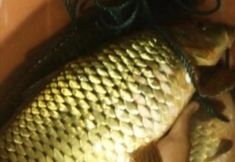 Khác 7 Fuxian Lake Ruiqi Inn