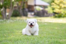 기타 Former Goto Residence Kurobane Villa