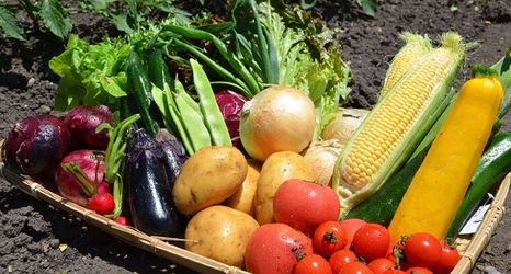 Others 2 Grass House