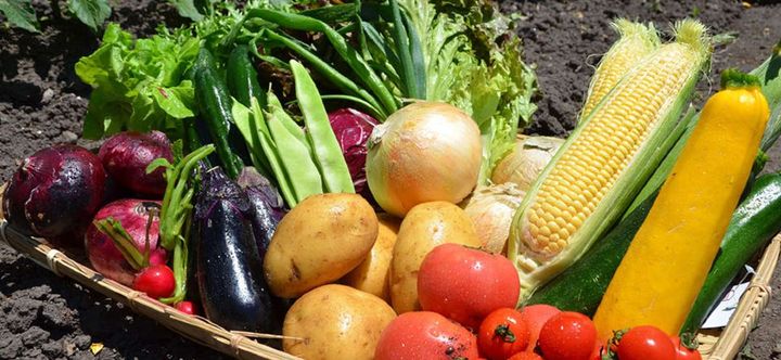 Others 2 Grass House