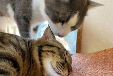 其他 Aratama Ryokan