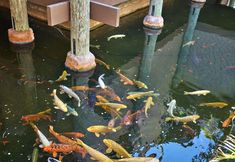 其他 2 Oceanfront condo North Coast Village