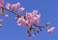 기타 2 Liya Light Enjoy Homestay