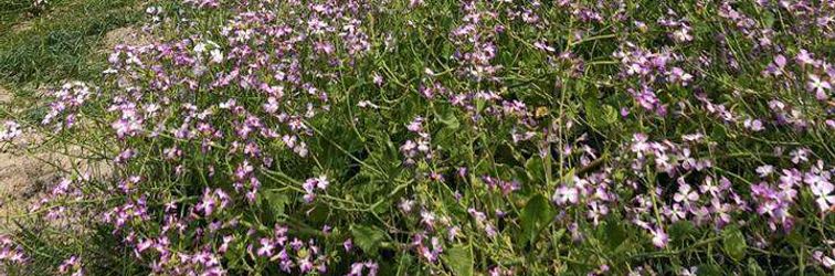 Lain-lain ZEN sanno Furusato Labo