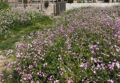 Lain-lain ZEN sanno Furusato Labo