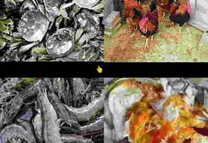 Others 2 Panjin Dandan Farmhouse