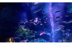 Others 2 Entire Typical Japanese House1Min Walk to Skytree