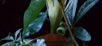 อื่นๆ 3 Little Bears