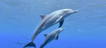 其他 4 Eco Hotel Assist