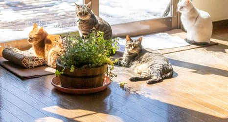 기타 2 Pension Himitsu Kichi