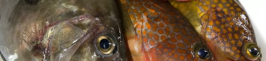 Lainnya Minshuku Itamoto