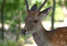 Others 2 Uji Senbon Sakura
