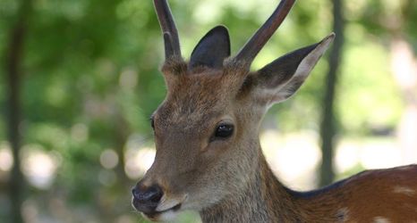 Others 2 Uji Senbon Sakura