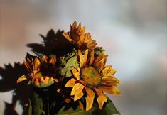 Others 6 Fenghui Courtyard Homestay (Huimin Street)