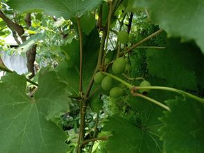 Lain-lain 4 Tokyo downtown Paeonia sativa