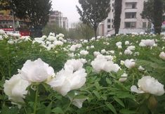 Lainnya 7 7 Days Premium (Luoyang Mudan square subway station store)