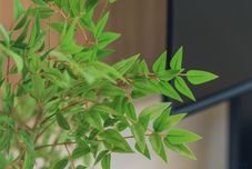 Others JS xiaozhai・royou