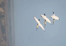 기타 7 Wetland Migratory Bird Residence