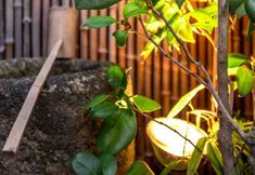 Others 2 Shukuhonjin Gamo