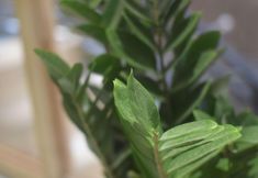 其他 3 Xijiang Qianhu Miaozhai Yanqi Homestay (Luxury Showgrounds)