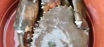 Others 4 Chenxi Homestay