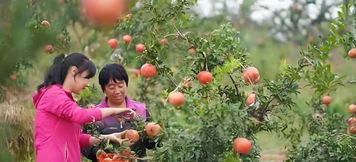 Others 2 Xi'an Muguang Xiaoyuan Homestay