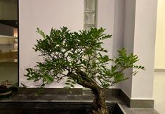 Others 4 Dali Nashan·Xiaoyuan (Shuanglang)