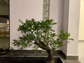 Others 4 Dali Nashan·Xiaoyuan (Shuanglang)