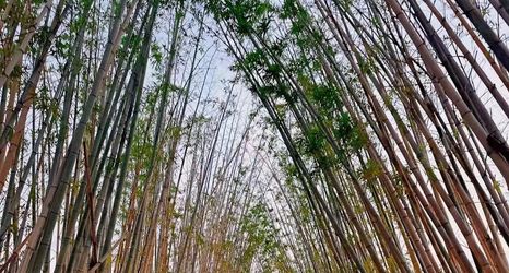 Lain-lain 2 HU CHENG YALUX Poyang