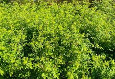 其他 3 Koktoghay Jinshan Culture Club