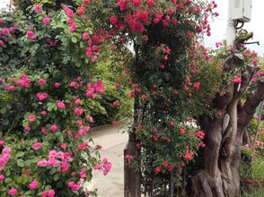 Others 4 Yewang Qingshanli Tea-themed Stay