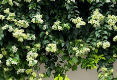 Others 5 DU YUE LOU BOUTIQUE HOTEL