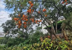 อื่นๆ 4 KHACH SAN NGAN HOA VAN HANH