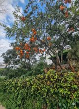 อื่นๆ 4 KHACH SAN NGAN HOA VAN HANH