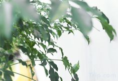 Others 2 Zhenxiong Yunsen Hotel