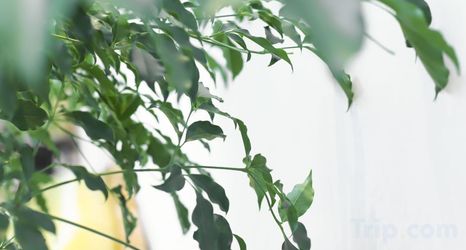 其他 2 Zhenxiong Yunsen Hotel