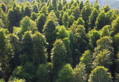 Others EMEISHANZAIYISHE·HUJINGHUANSHANDUJIAXUXANMEISU