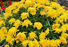 Others 6 New Dynasty Hotel(Kaifeng Qingming Riverside Landscape Garden)