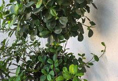 その他 5 Jianhe Hongcun Hotel